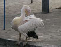 Ο πελεκάνος της Τήνου, ο Μάρκος